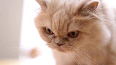 Makro Farsça kedi yüz geniş diyafram lens vurdu