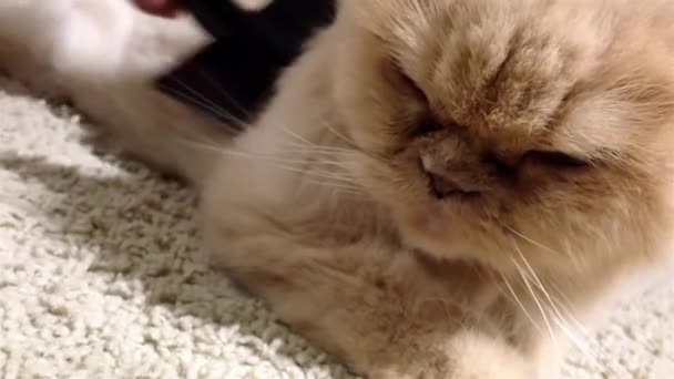 Man kamma pälsen av en persisk katt på golvet — Stockvideo
