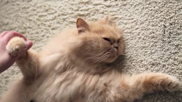 La gente pettinando la pelliccia di un gatto persiano sul pavimento — Video Stock