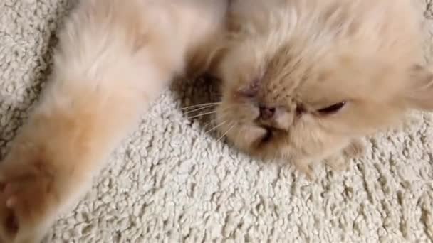 Gato macro persa relajarse en el suelo — Vídeo de stock