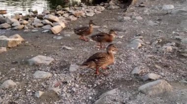 ördek yüzme ve göl kenarında yiyecek bulma