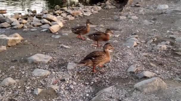 Kachna plavání a nalezení potraviny u jezera — Stock video