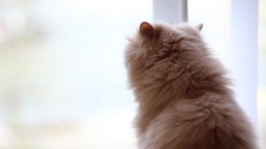 Farsça kedi penceresinin görünümü dışında seyir yukarıya kapatmak