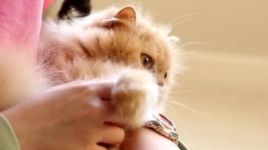 Farsça kedi onu kolundan tutarak ve onunla birlikte oynayan kadın