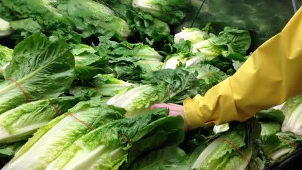 Mujer seleccionando lechuga romana fresca en el departamento de productos de supermercado . — Vídeos de Stock