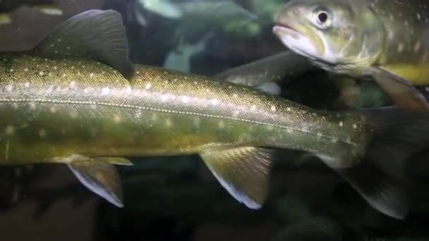 Mouvement de la truite sous-marine à l'intérieur de la tige de poisson 