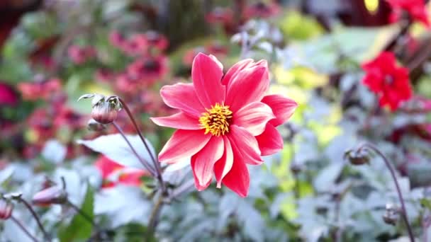 Movimento de flores vermelhas — Vídeo de Stock