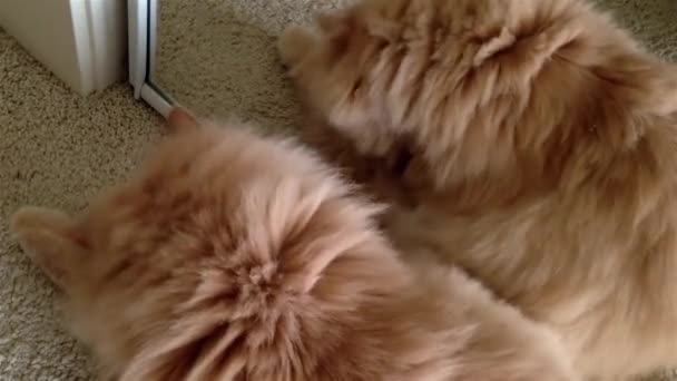Закрой кошку, облизывающую лапу у зеркала. — стоковое видео