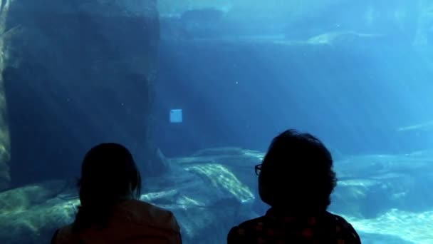 Силуэт людей, смотрящих белугу в Ванкуверском аквариуме . — стоковое видео