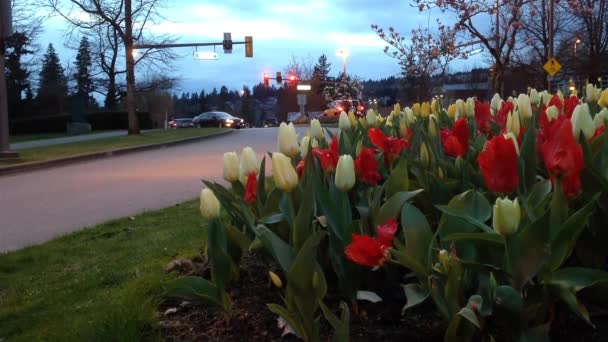 Auta jezdí ulicí s tulipány na pravé straně na jaře — Stock video