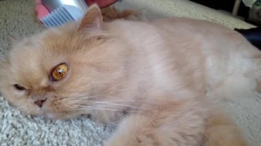 Makro adam kesme kürk bir Farsça kedi