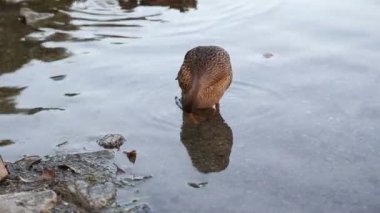 ördek yüzme ve göl kenarında yiyecek bulma
