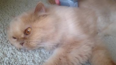 Makro adam kesme kürk bir Farsça kedi