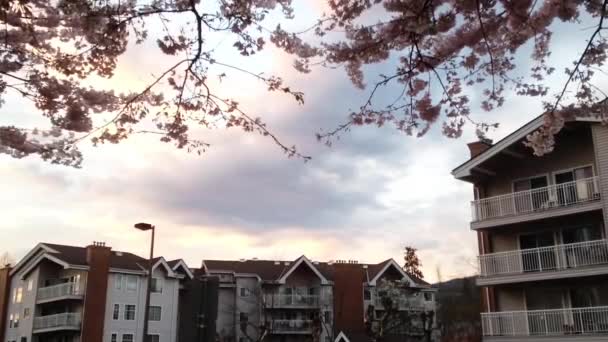 Fiori di ciliegio rosa in fiore per strada con sfondo appartamento — Video Stock