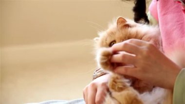 Farsça kedi onu kolundan tutarak ve onunla birlikte oynayan kadın