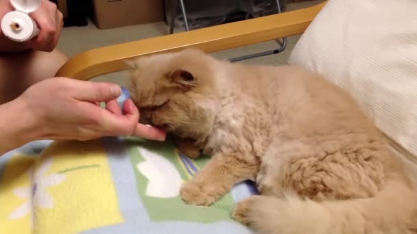 Persische Katze isst Haarbällchenpaste — Stockvideo