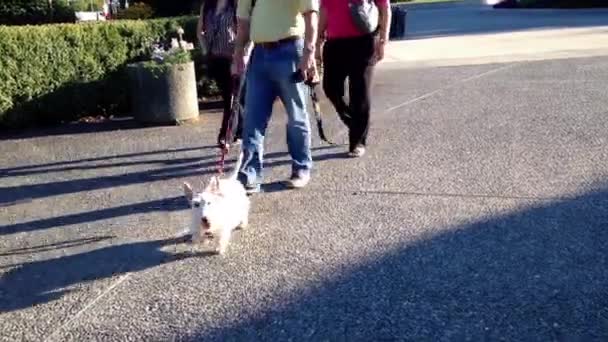 Människor går för hund på Queens park — Stockvideo