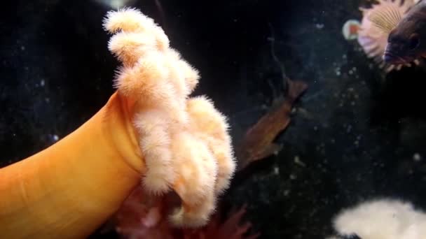 Помаранчевий анемона в глибокому морі розмахуючи щупальцями — стокове відео