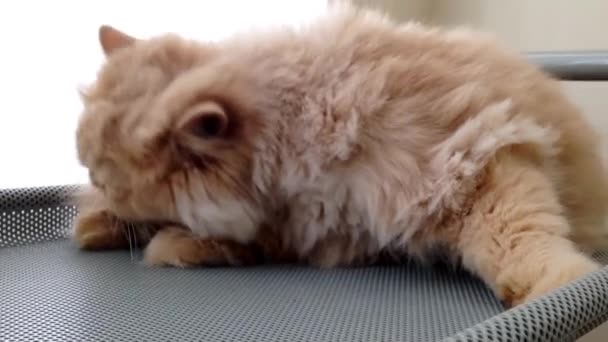 Close-up van Perzische kat haar voeten reinigen — Stockvideo