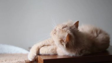 Farsça kedi oyuncak oynarken kapatmak