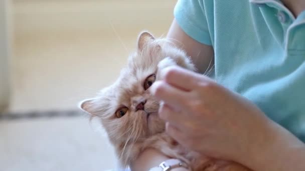 Close-up mulher limpeza de olhos de gato — Vídeo de Stock