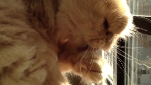 Macro slow motion of persian cat cleaning her face. — Stock Video