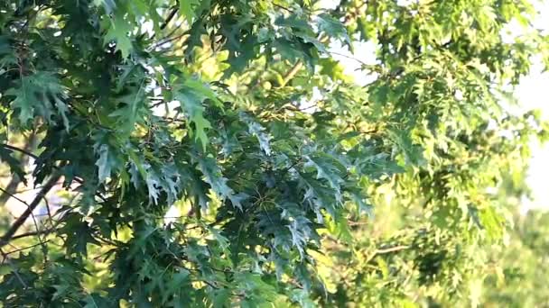 Mavi gökyüzü güneş ışığı ile ağaç yaprağı — Stok video