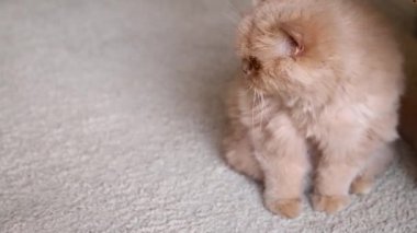 Farsça kedi tepki kadar kapatın