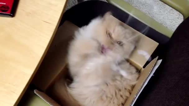 Закройте персидского кота, играющего в игрушки — стоковое видео