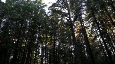 Ormanın bir tarafı