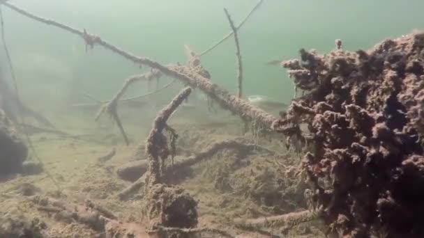 Unterwasser lebendig mit Fischschwärmen — Stockvideo