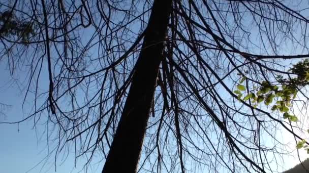 Голе дерево повільно погойдується на вітрі — стокове відео