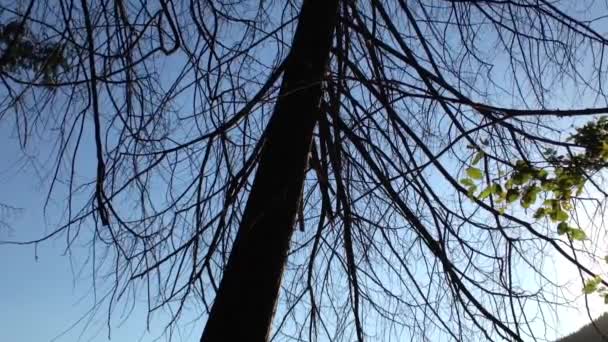 Arbre nu se balançant lentement dans le vent — Video