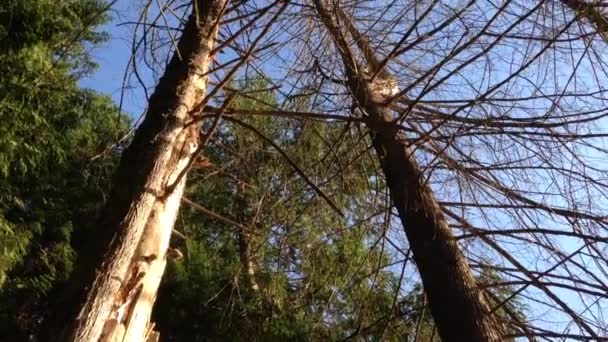 Bewegung des kahlen Baumes im Wald. — Stockvideo