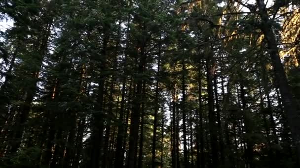 숲의 돌리 샷 — 비디오
