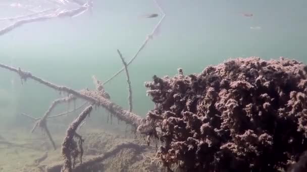 Unterwasser lebendig mit Fischschwärmen — Stockvideo