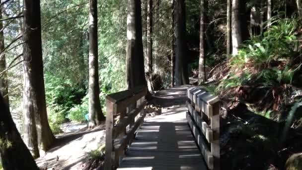 Vue d'un côté du sentier au lac Buntzen — Video