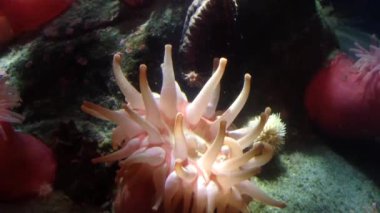 Dokunaçlar sallayarak derin deniz anemon