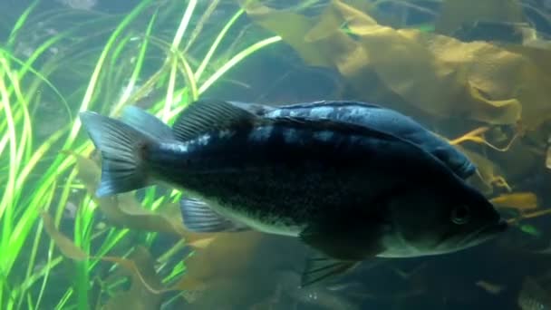 Hareketli akvaryum içinde su altında balık — Stok video