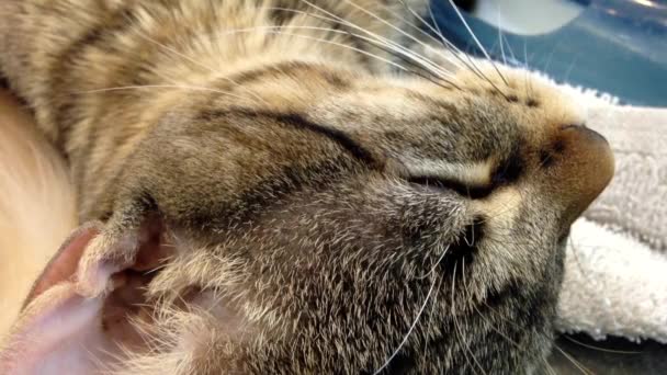 Макро спящая кошка, пока ребенок зовет ее по имени — стоковое видео