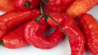 Hayalet biber beyaz üzerinde hareket