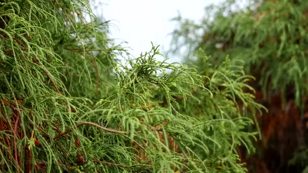 One side of leaves blown by gentle breeze in the park — Stock Video