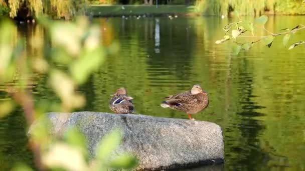 Утки отдыхают на скале у озера — стоковое видео