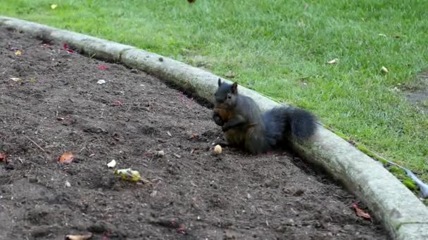 Σκίουρος τρώει ξηρούς καρπούς στο έδαφος — Αρχείο Βίντεο