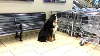 Efendisinin mağaza önünde bekleyen güzel büyük köpek