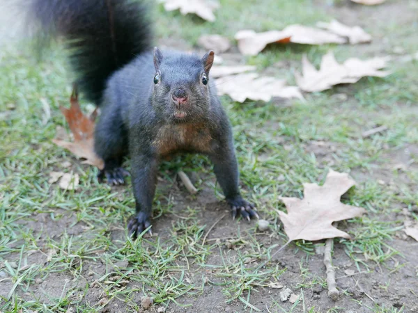 Ardilla encontrando comida en el suelo — Foto de Stock