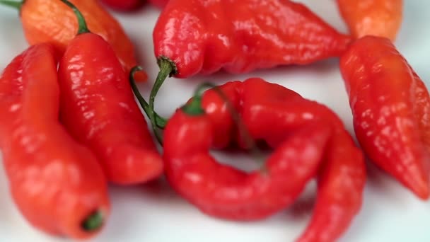 Motion of ghost pepper on white — Stock Video