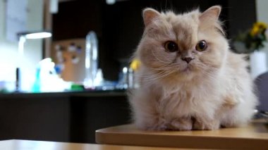 Farsça grubu oynayan kedi