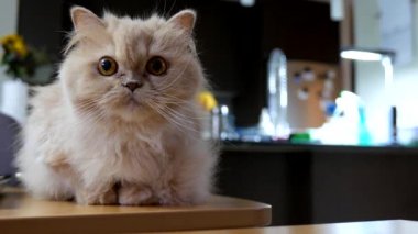 Farsça grubu oynayan kedi