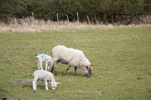 Corderos en un campo en los Chilterns —  Fotos de Stock